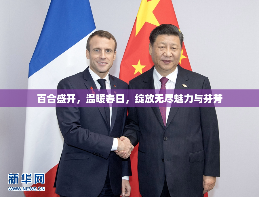 百合盛开，温暖春日，绽放无尽魅力与芬芳