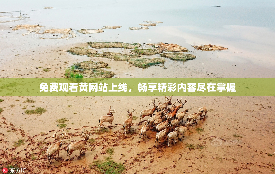 免费观看黄网站上线，畅享精彩内容尽在掌握