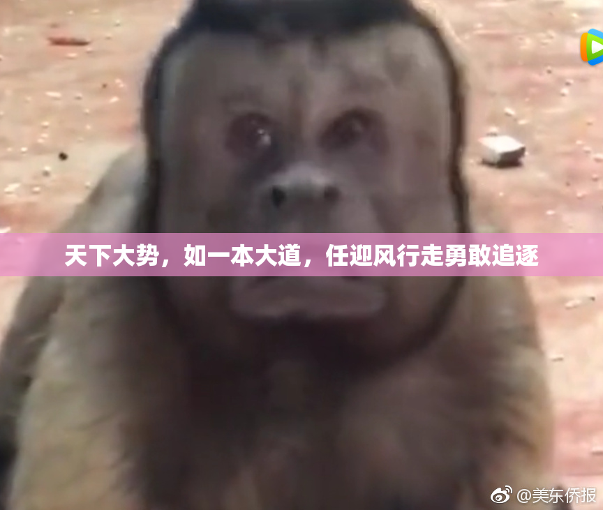 天下大势，如一本大道，任迎风行走勇敢追逐