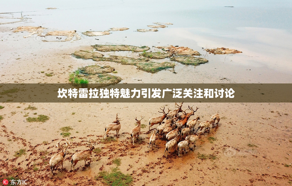 坎特雷拉独特魅力引发广泛关注和讨论