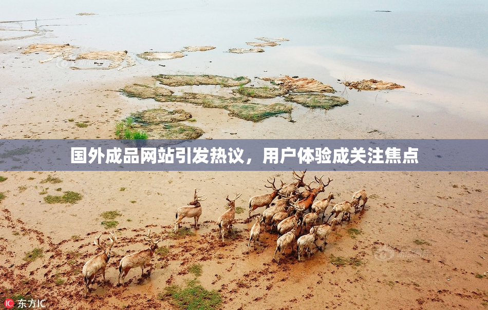 国外成品网站引发热议，用户体验成关注焦点