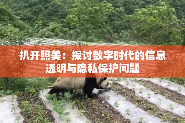 扒开照美：探讨数字时代的信息透明与隐私保护问题