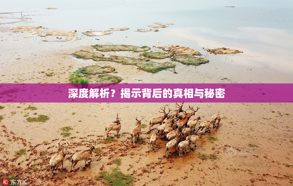 深度解析？揭示背后的真相与秘密