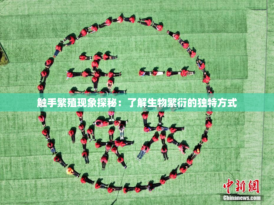 触手繁殖现象探秘：了解生物繁衍的独特方式