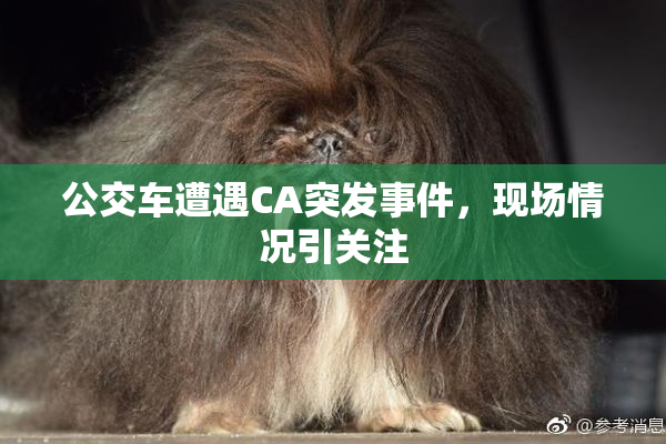 公交车遭遇CA突发事件，现场情况引关注