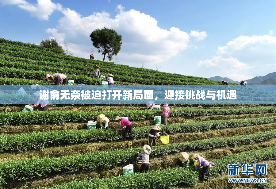 谢俞无奈被迫打开新局面，迎接挑战与机遇