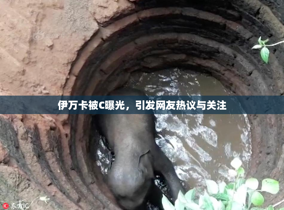 伊万卡被C曝光，引发网友热议与关注