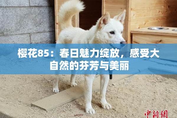 樱花85：春日魅力绽放，感受大自然的芬芳与美丽