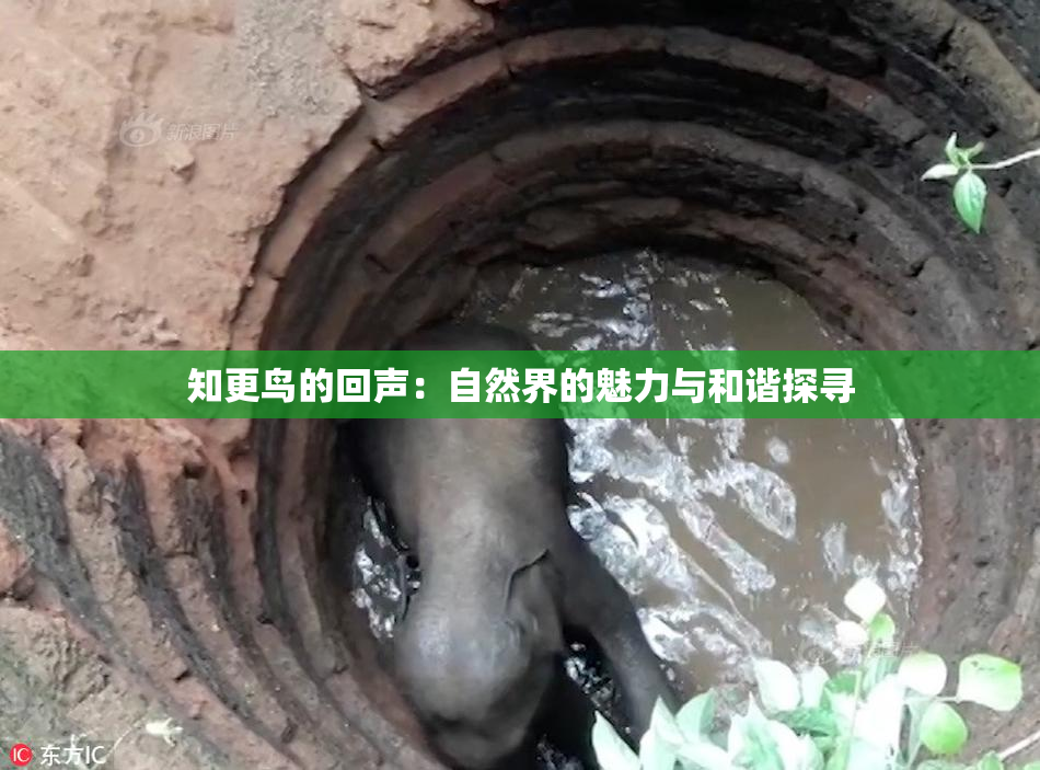知更鸟的回声：自然界的魅力与和谐探寻