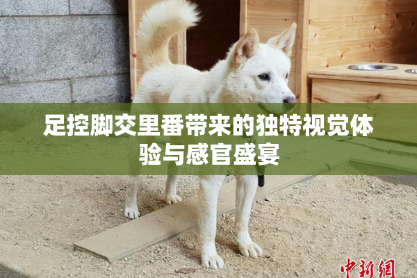足控脚交里番带来的独特视觉体验与感官盛宴