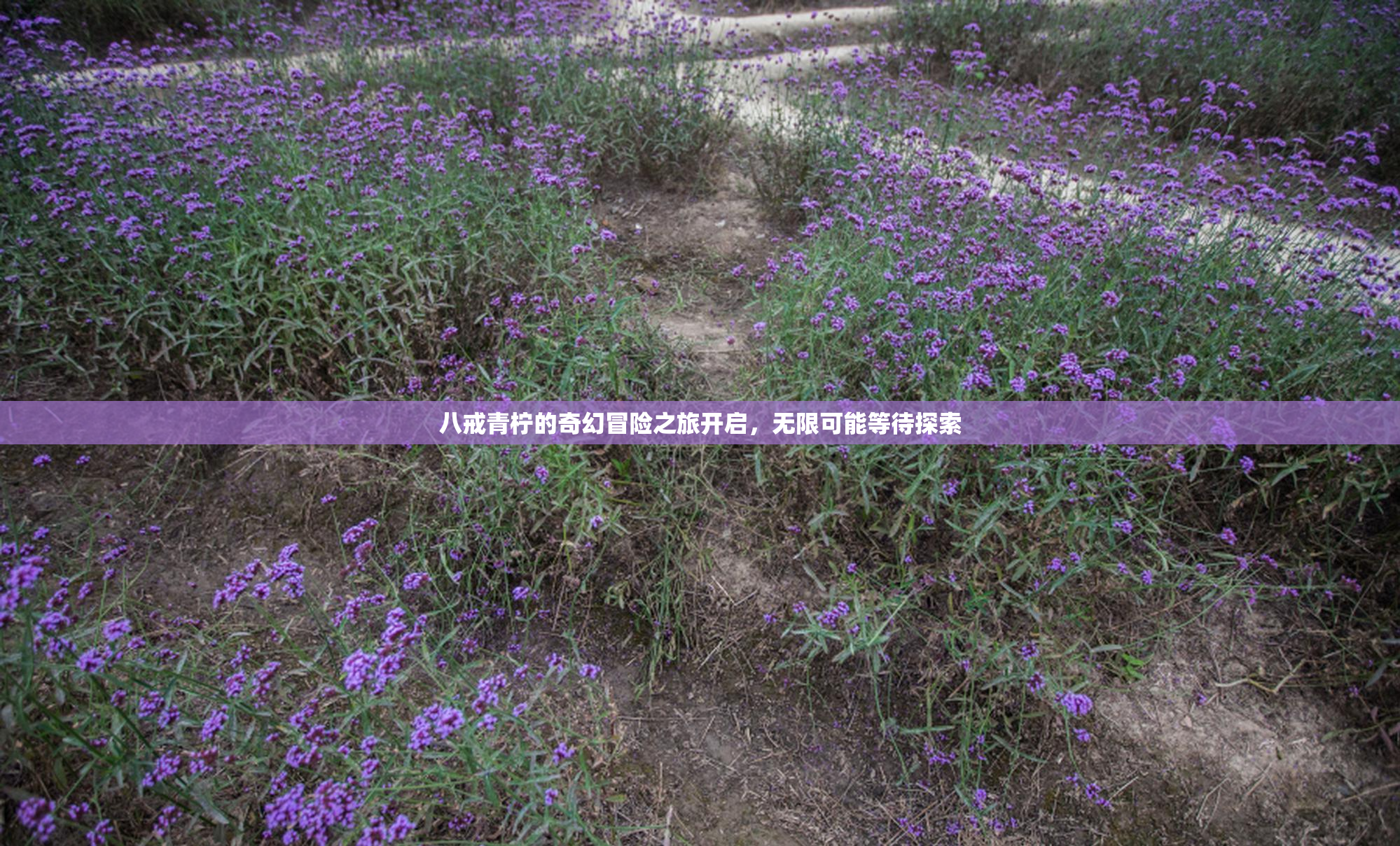 八戒青柠的奇幻冒险之旅开启，无限可能等待探索