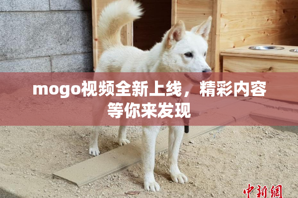 mogo视频全新上线，精彩内容等你来发现
