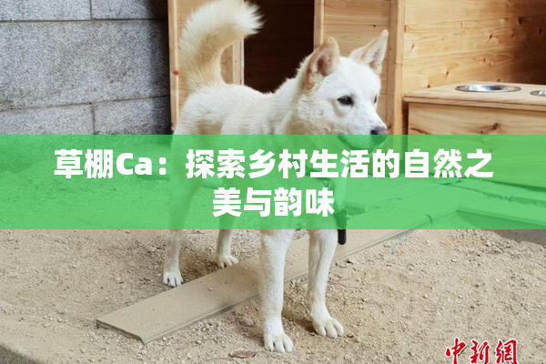草棚Ca：探索乡村生活的自然之美与韵味