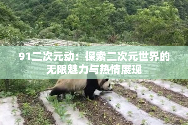 91二次元动：探索二次元世界的无限魅力与热情展现