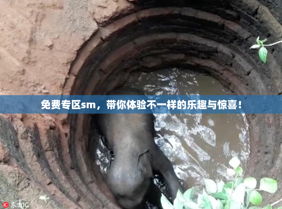 免费专区sm，带你体验不一样的乐趣与惊喜！