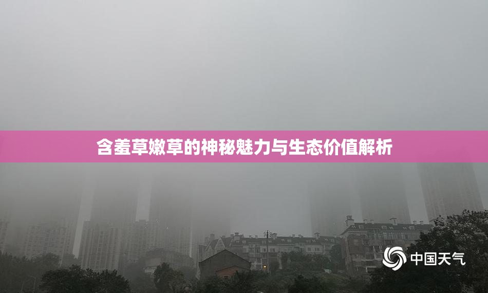 含羞草嫩草的神秘魅力与生态价值解析