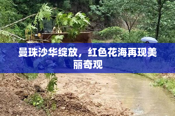 曼珠沙华绽放，红色花海再现美丽奇观