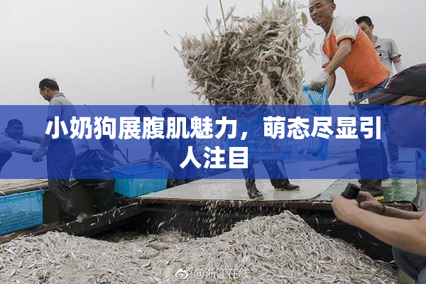 小奶狗展腹肌魅力，萌态尽显引人注目