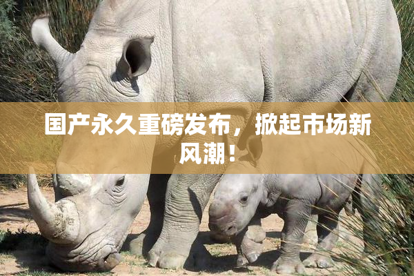 国产永久重磅发布，掀起市场新风潮！