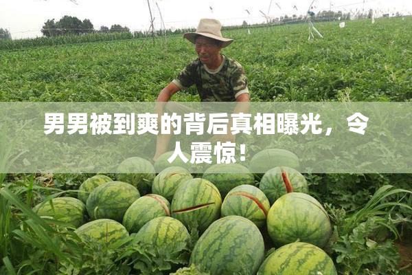 男男被到爽的背后真相曝光，令人震惊！