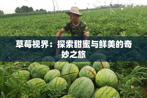 草莓视界：探索甜蜜与鲜美的奇妙之旅