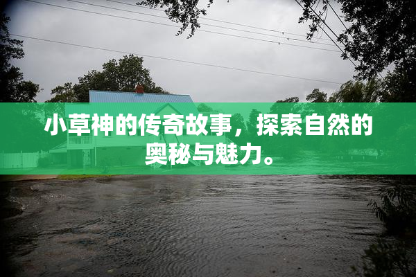 小草神的传奇故事，探索自然的奥秘与魅力。