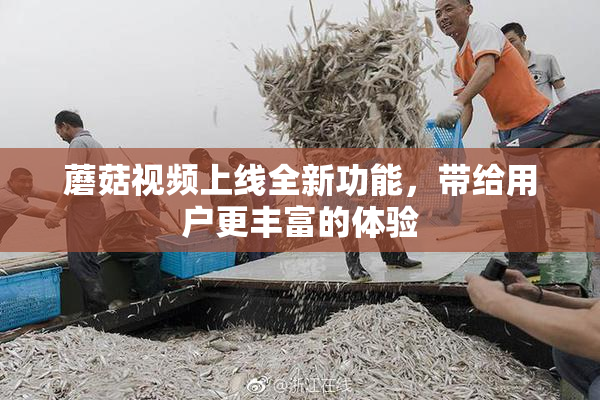 蘑菇视频上线全新功能，带给用户更丰富的体验