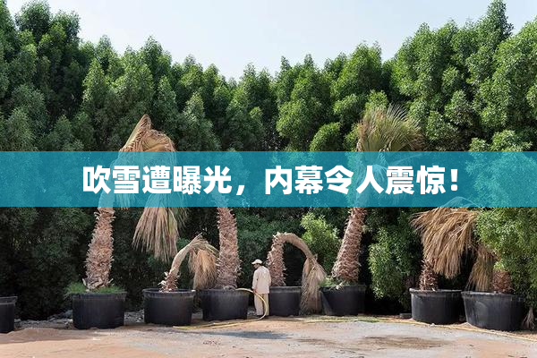 吹雪遭曝光，内幕令人震惊！