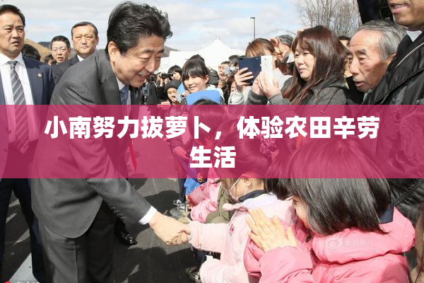 小南努力拔萝卜，体验农田辛劳生活