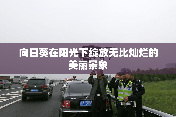 向日葵在阳光下绽放无比灿烂的美丽景象