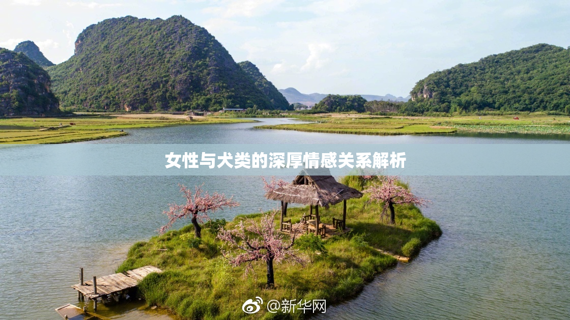 女性与犬类的深厚情感关系解析