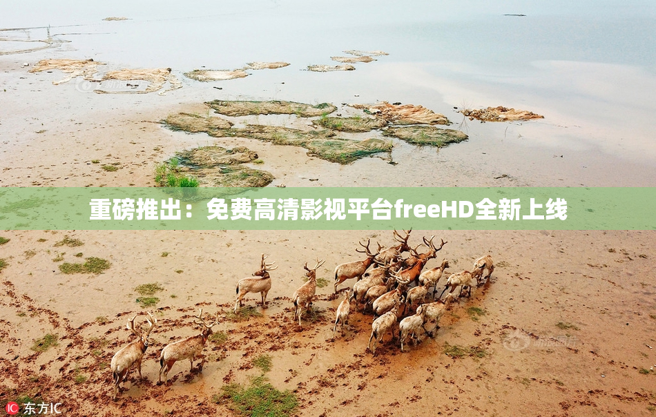 重磅推出：免费高清影视平台freeHD全新上线