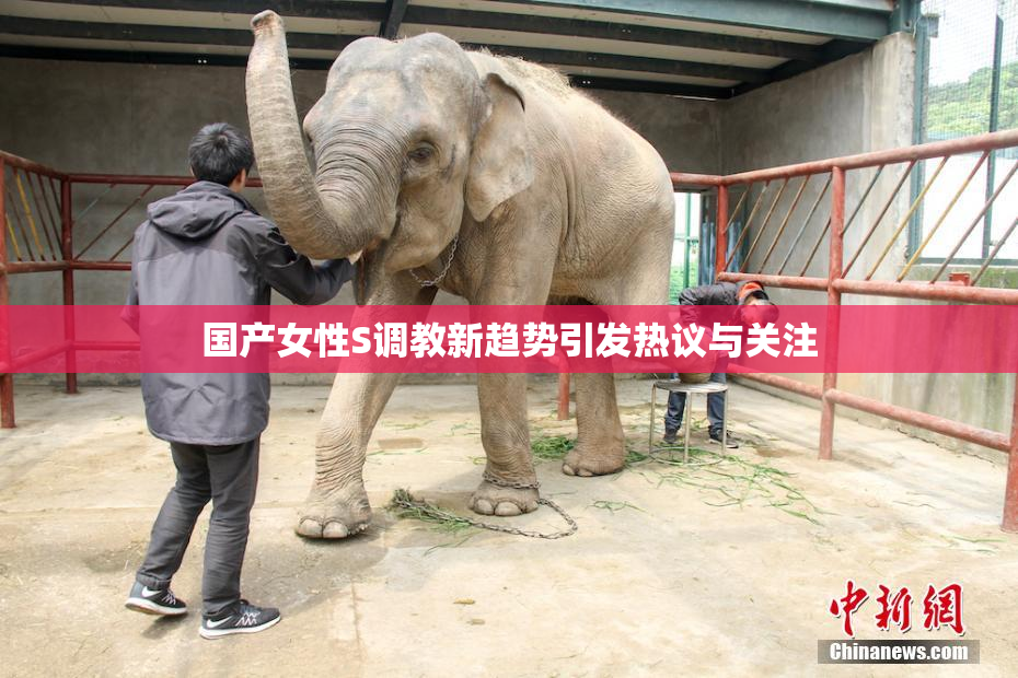 国产女性S调教新趋势引发热议与关注