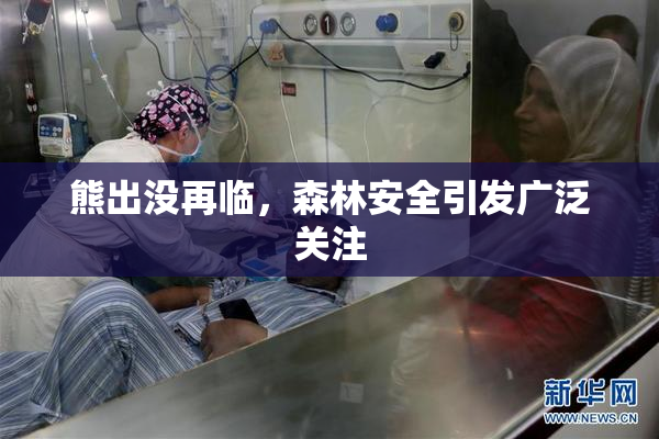 熊出没再临，森林安全引发广泛关注