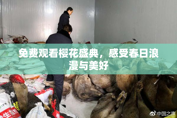 免费观看樱花盛典，感受春日浪漫与美好