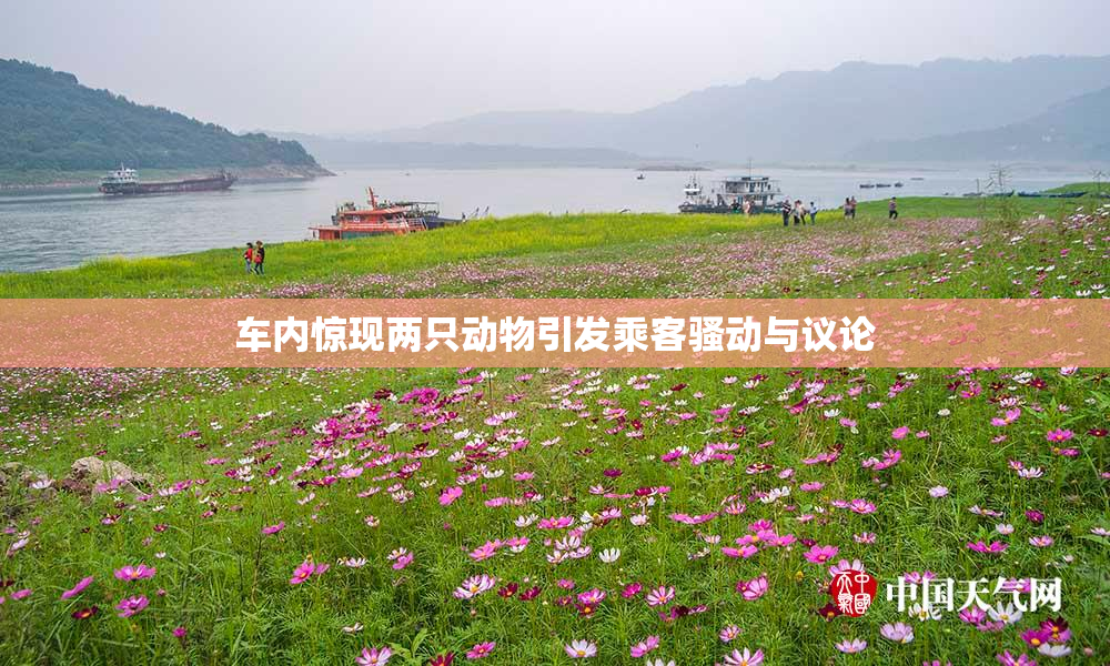 车内惊现两只动物引发乘客骚动与议论