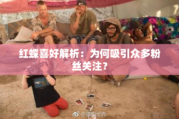 红蝶喜好解析：为何吸引众多粉丝关注？