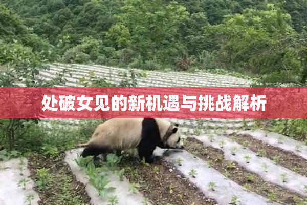 处破女见的新机遇与挑战解析
