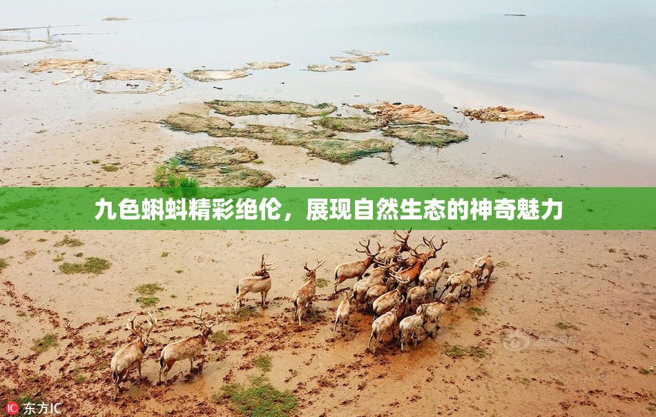 九色蝌蚪精彩绝伦，展现自然生态的神奇魅力