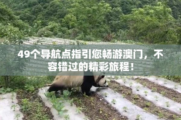 49个导航点指引您畅游澳门，不容错过的精彩旅程！