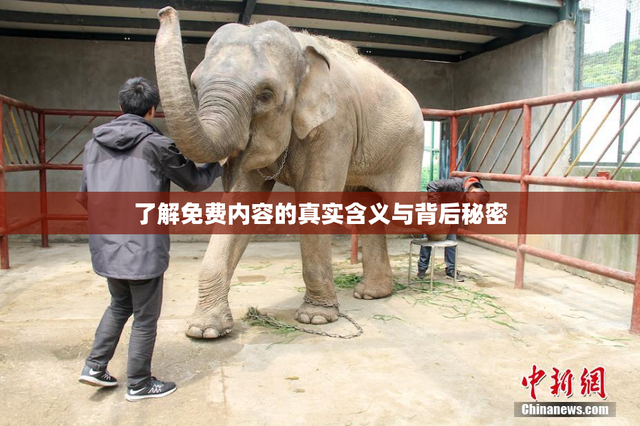 了解免费内容的真实含义与背后秘密