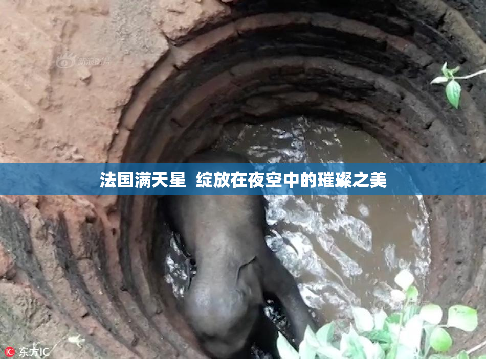 法国满天星  绽放在夜空中的璀璨之美