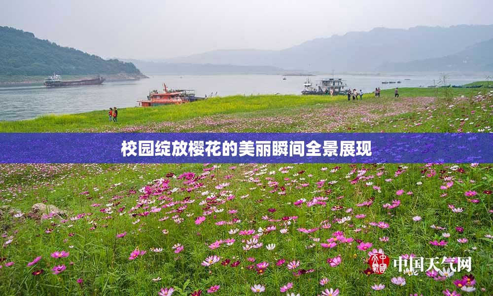 校园绽放樱花的美丽瞬间全景展现