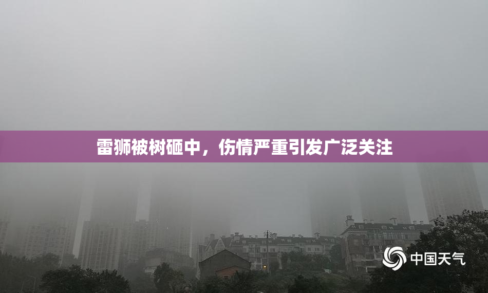 雷狮被树砸中，伤情严重引发广泛关注