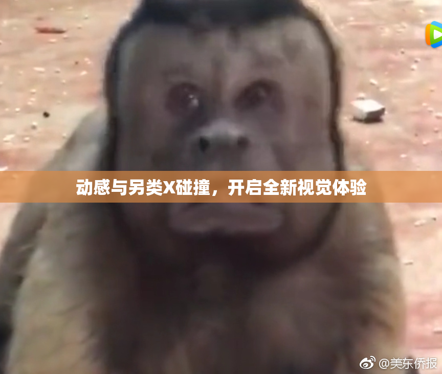动感与另类X碰撞，开启全新视觉体验