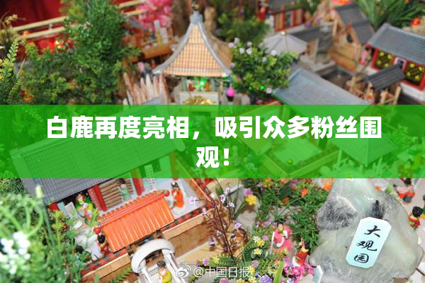白鹿再度亮相，吸引众多粉丝围观！