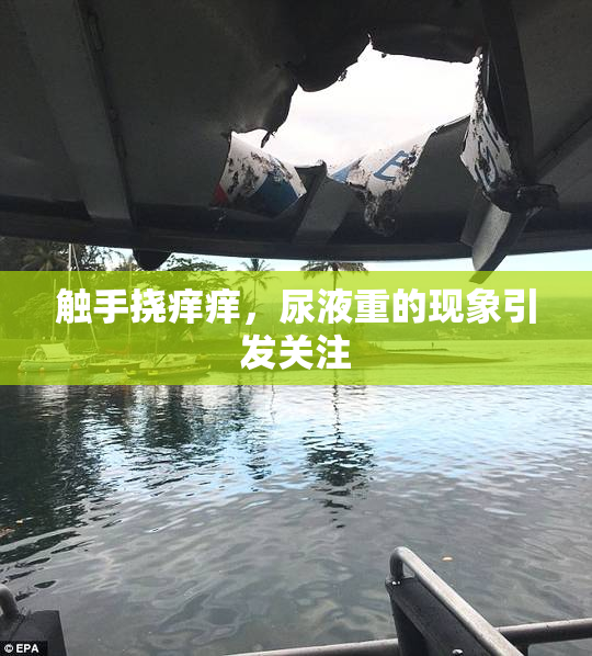触手挠痒痒，尿液重的现象引发关注