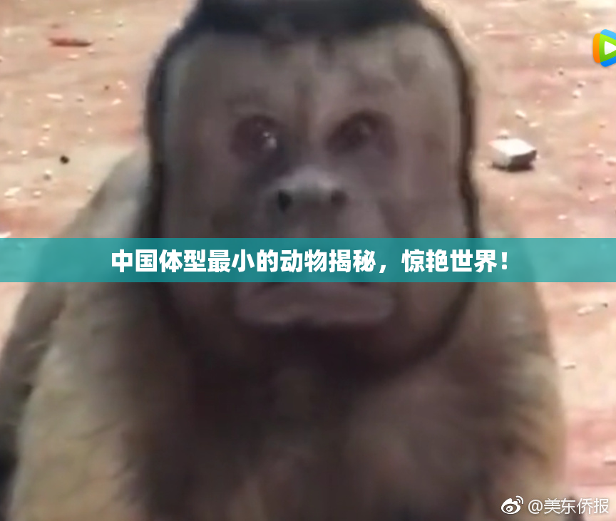 中国体型最小的动物揭秘，惊艳世界！