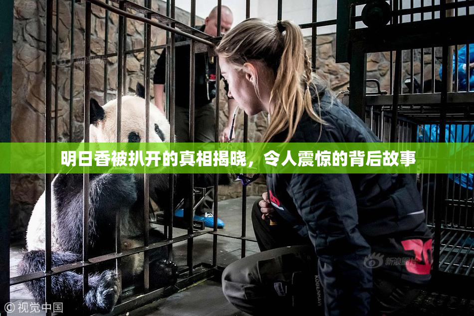 明日香被扒开的真相揭晓，令人震惊的背后故事