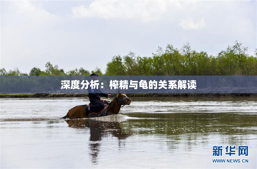 深度分析：榨精与龟的关系解读
